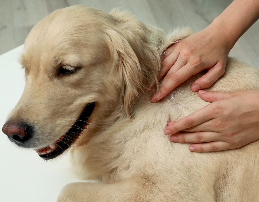 Image for Willy's Pet Grooming Flea & Tick Check Service - Pet spa services, Best Website Builder, Free Website, Website Builder, Tec-Nut.com Websites, Free website template, Easy Website, No Coding Website, New Website, Dog grooming services, Free Website, easy website